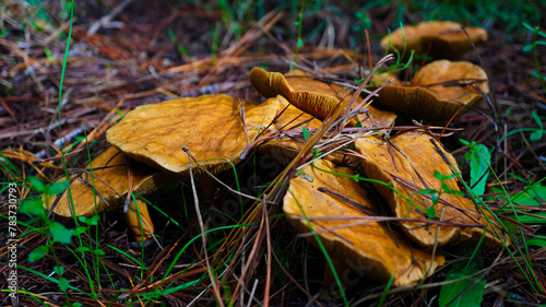 Slippery cow Mushroom. Australian forest Mushrooms