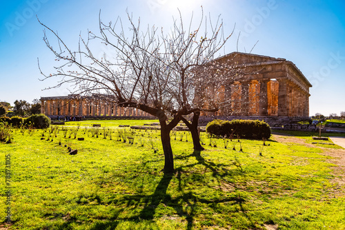 A blooming fruit tree on the background of the ruins of the ancient ancient city of Paestum. Ruins of a Greek city. Archaeological Museum of Paestum
