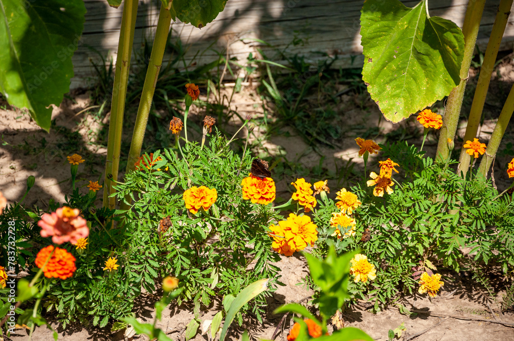 Orange and yellow marigold flowers with leaves. Bright flower composition Orange and yellow marigold flowers with leaves. Bright flower composition