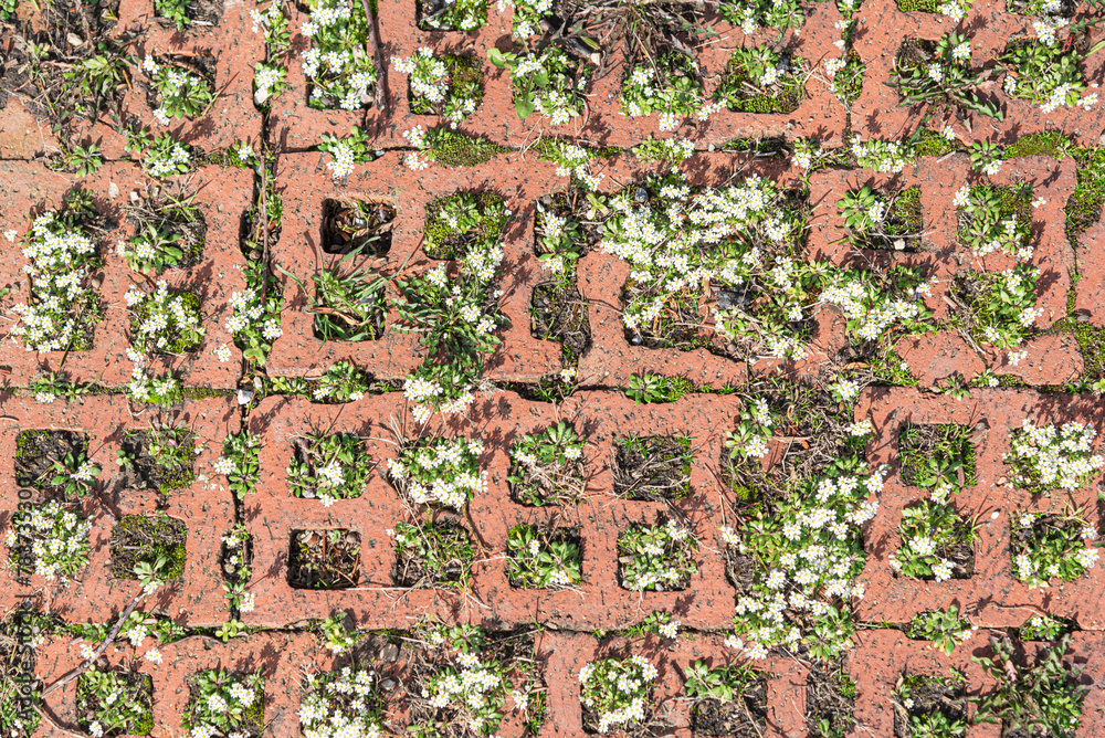 little white flowers breaking through a brick wall ground