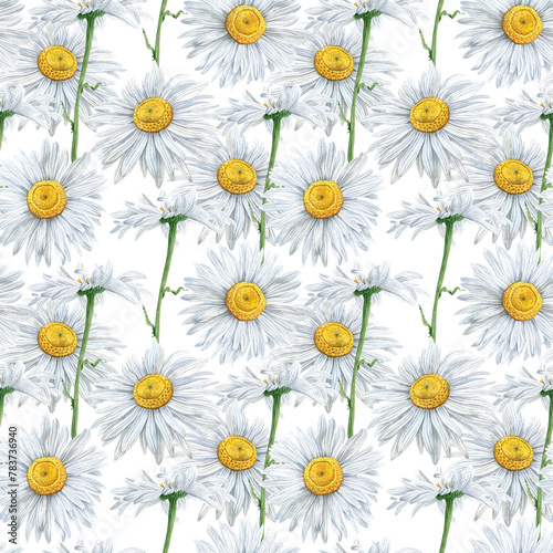 Seamless pattern of Hand Drawn watercolor floral plants camomile flowers. Herb flowers daisy. On white background. Botanical greenery chamomile flower illustration. For fabric, wallpaper, wrapping