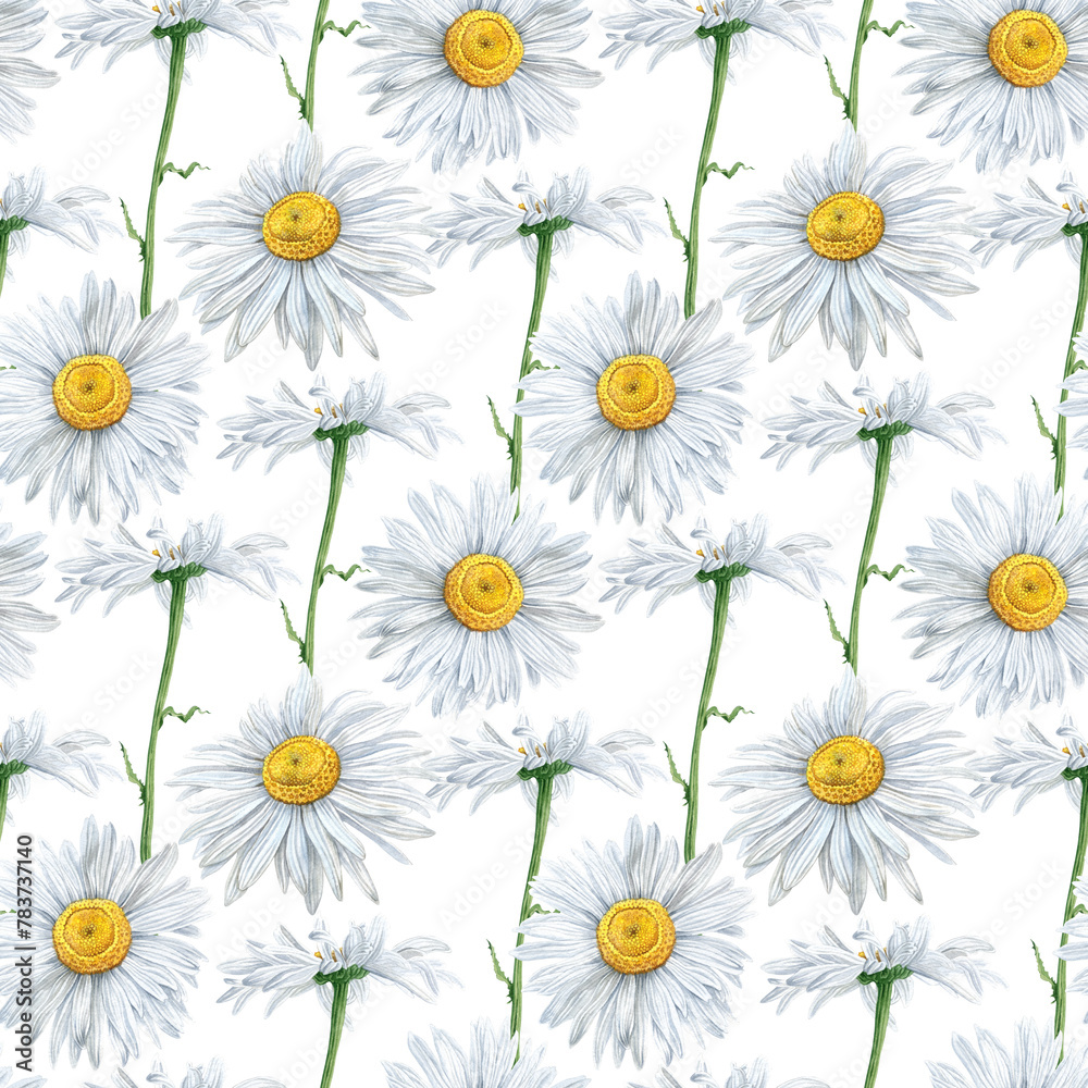 Fototapeta premium Seamless pattern of Hand Drawn watercolor floral plants camomile flowers. herb flowers daisy. Botanical greenery chamomile flower illustration. On white background. For fabric, wallpaper, wrapping