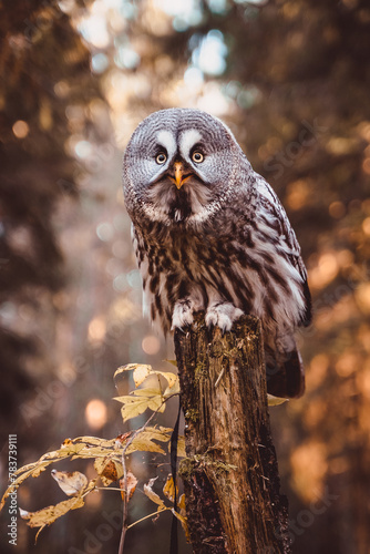 Wallpaper Mural Great gray owl sits on a tree trunk in the autumn forest and smiles Torontodigital.ca