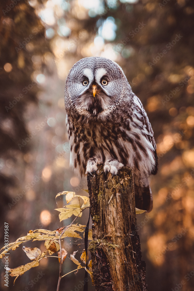 Great gray owl sitting on a tree trunk in the autumn forest Great gray owl sitting on a tree trunk in the autumn forest