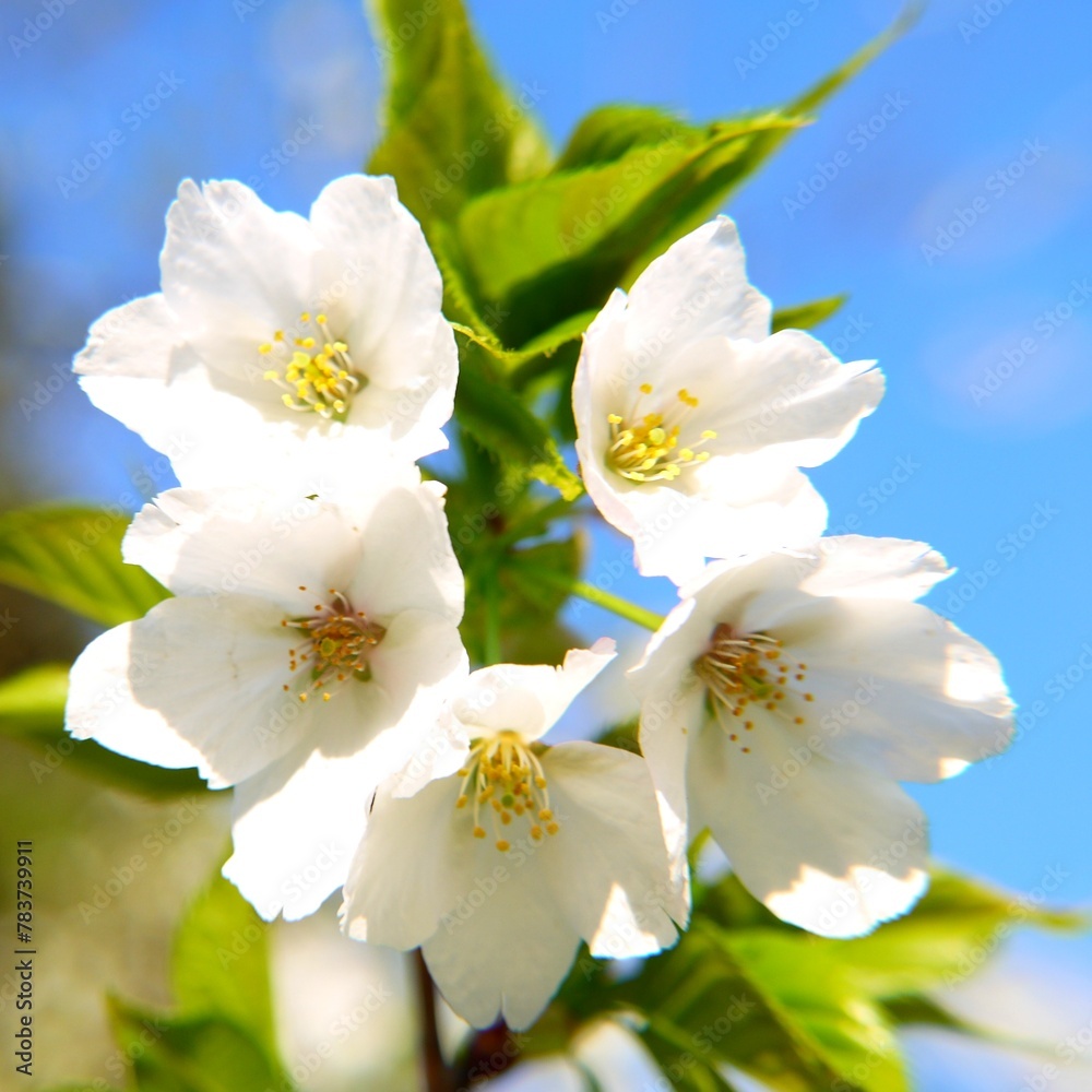 Obraz premium 日本の満開の桜の花