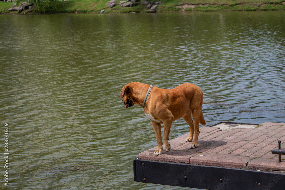 Dog in the water. A large, golden dog on the lake looks into the water. Photo suitable for posts, product advertising, website design, banners and backgrounds. Dog in the water. A large, golden dog on the lake looks into the water. Photo suitable for posts, product advertising, website design, banners and backgrounds.
