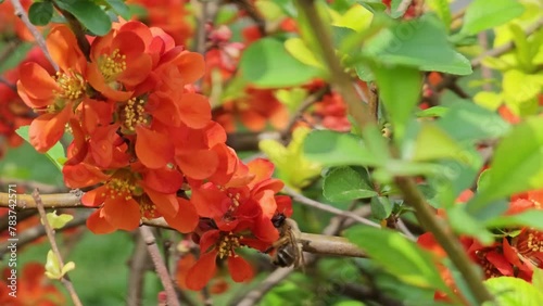 A bee collects nectar from the flowers of Chaenomeles speciosa, known as Japanese quince.
