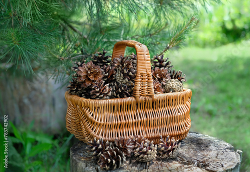 Wicker basket with ripe brown pine cones in forest, natural background. pine tree cones picking for decorating or Kindling. photo