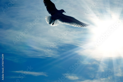 Close up seagull flying over sunny sky