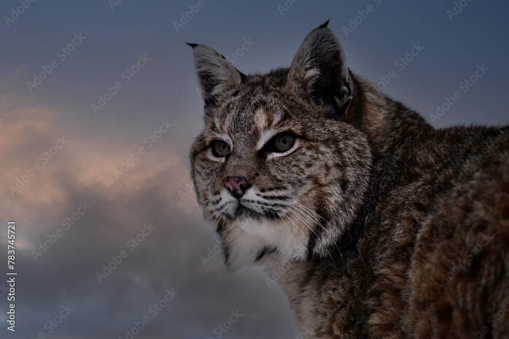 Fototapeta premium Close up portrait of a Bobcat