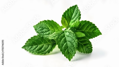  Fresh and vibrant mint leaves perfect for culinary or decorative use