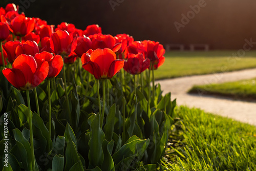 Colors of spring - blossoming red tulips in the garden