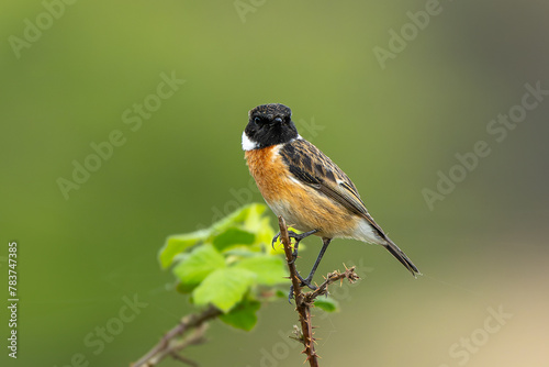 Male Stonechat with a beautiful bokeh background in Richmond Park