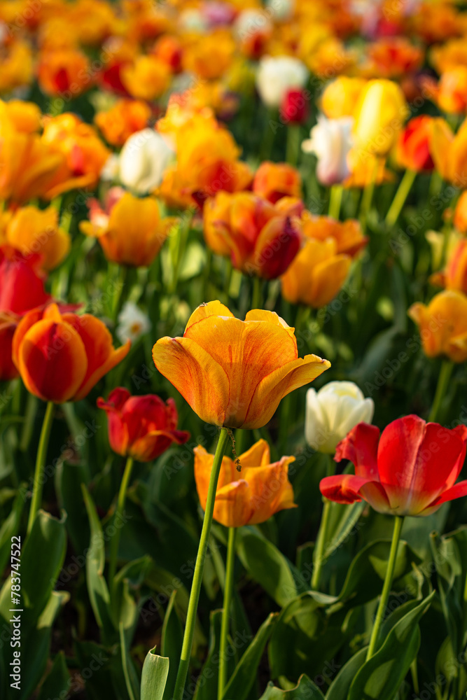 Colors of spring - blossoming orange, red, yellow and white tulips in the garden