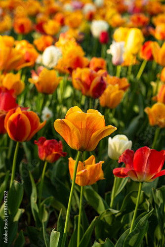 Colors of spring - blossoming orange  red  yellow and white tulips in the garden