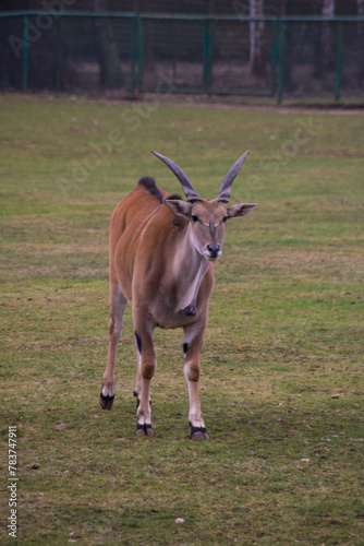Fototapeta Naklejka Na Ścianę i Meble -  Eland zwyczajny
