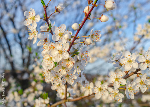 Floral spring abstract nature background. Blossoming cherry branch macro with blurred sky background