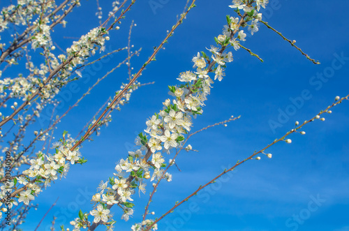 Fluffy cherry branch with fresh white blossom in full bloom against blue sky background. Spring.