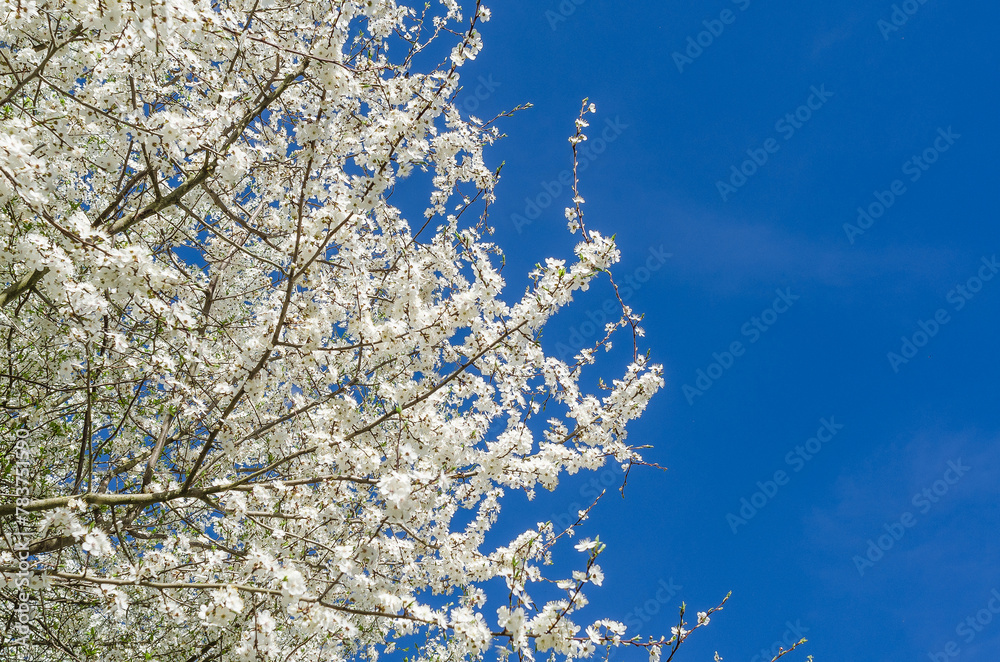 Sakura branches with fresh white flowers in full bloom against a blue sky background. Copy space.