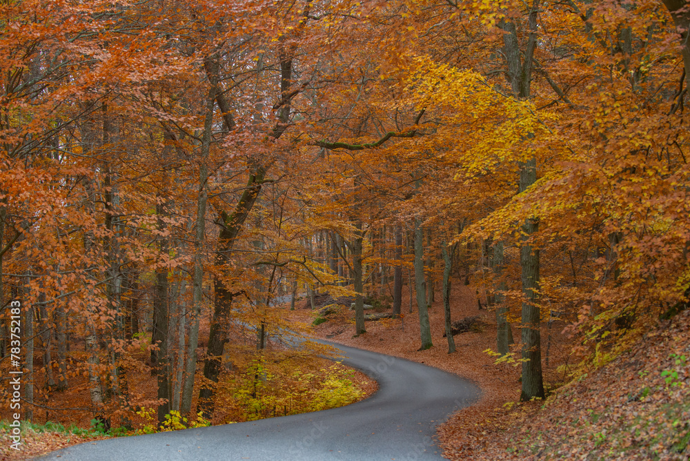 Obraz premium Forest in the fall with yellow and orang leafs with a road going through.