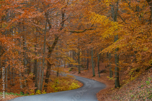 Forest in the fall with yellow and orang leafs with a road going through.