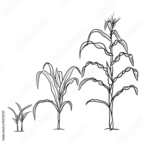 Vector drawing Illustration Hand drawn ink sketch of maize cobs of sweetcorn with husk and leaf growing plant line art isolated on white background,  Education and school kids coloring page