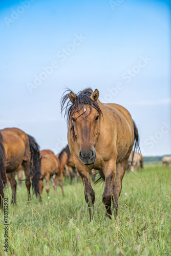 Thoroughbred horses graze on a summer field.
