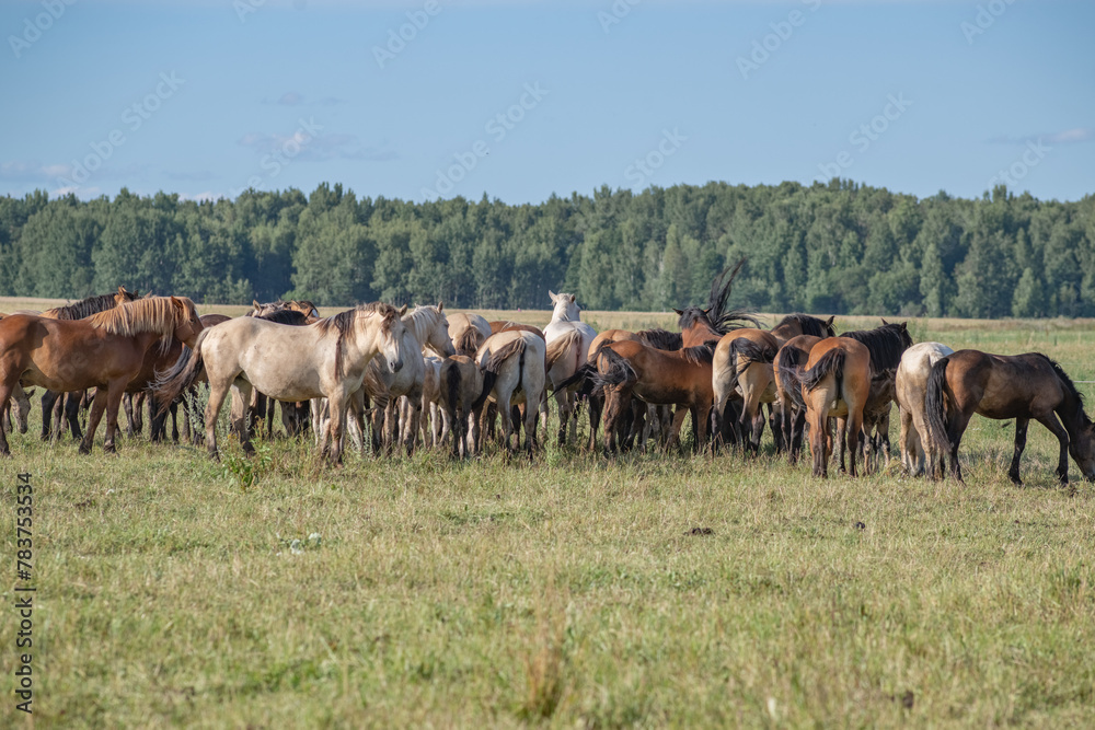 Thoroughbred horses graze on a summer field.