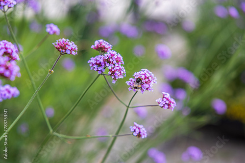 Obraz na płótnie Blumen w salonie