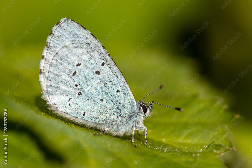 Holly Blue butterfly (Celastrina Argiolus) resting on a blackberry leaf Holly Blue butterfly (Celastrina Argiolus) resting on a blackberry leaf