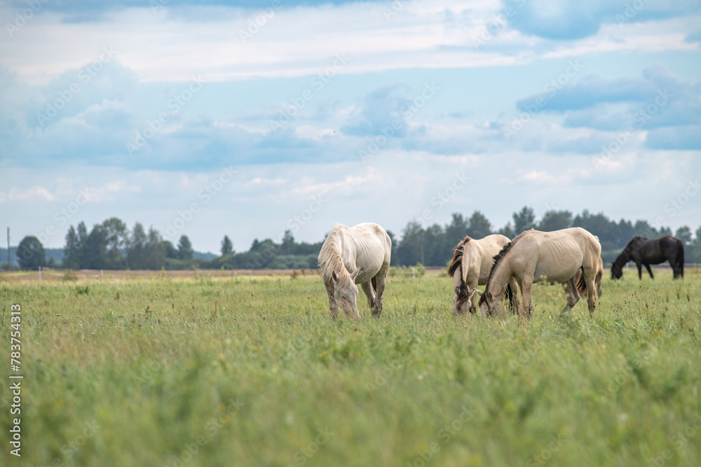 Thoroughbred horses graze on a summer field. Thoroughbred horses graze on a summer field.