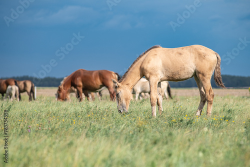 Thoroughbred horses graze on a summer field. © shymar27