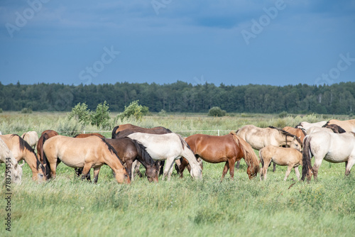 Thoroughbred horses graze on a summer field.