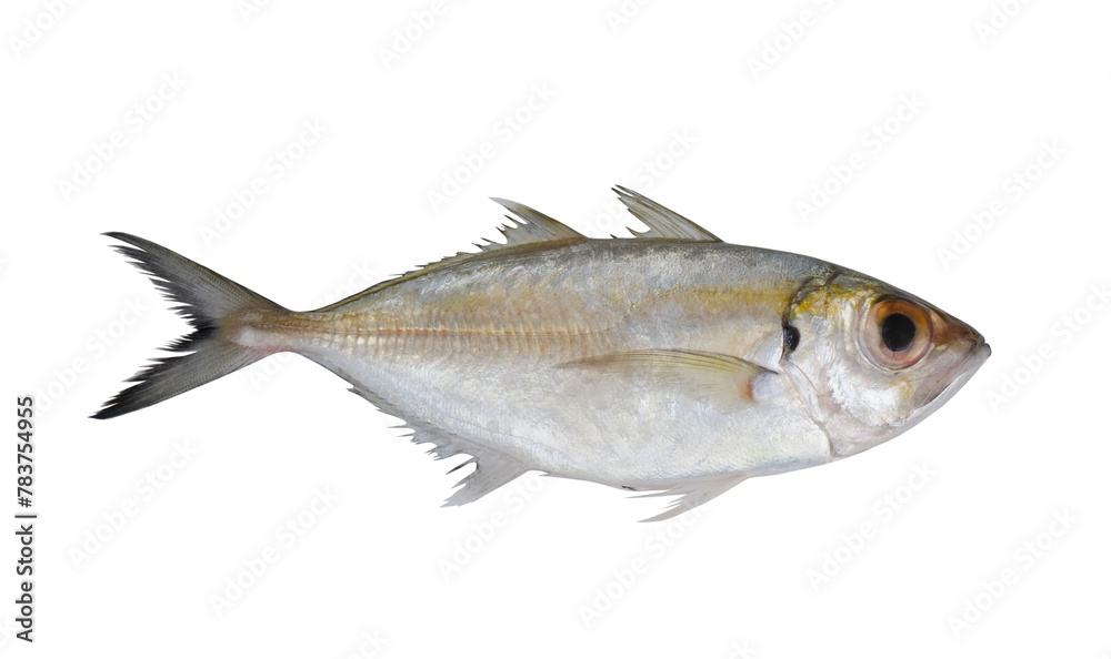 Fresh bigeye scad fish isolated on white background Fresh bigeye scad fish isolated on white background