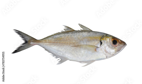Fresh bigeye scad fish isolated on white background
