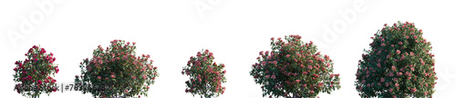 Camellia japonica (common, Japanese camellia) flowering bush blooming small and medium shrub frontal set isolated png on a transparent background perfectly cutout