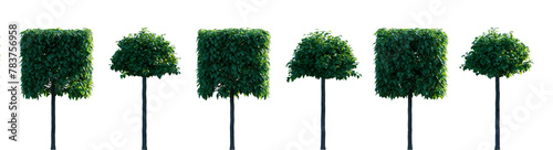 Catalpa tree row circle and box frontal set isolated png on a transparent background perfectly cutout  photo