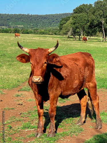 Vaca marron