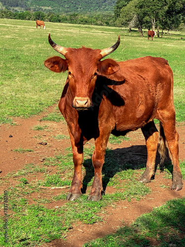 Vaca marron