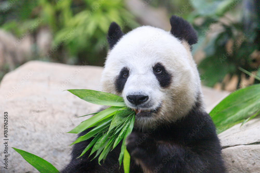 Fototapeta premium Giant Panda Leisurely Munching Bamboo Shoots