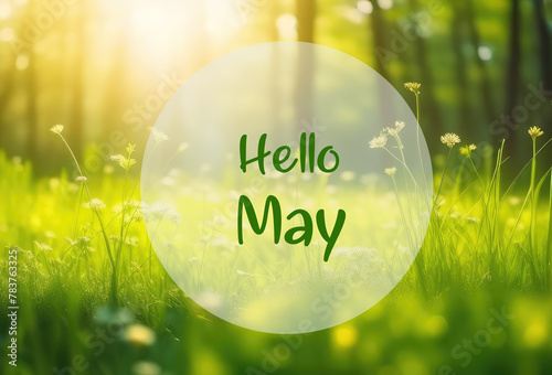 Hello May greeting card with green sunny spring meadow background.Springtime concept. 