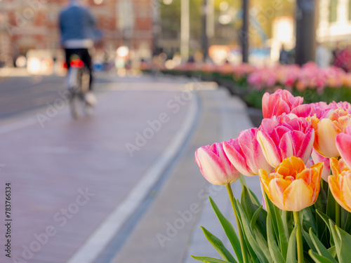 Selective focus of colourful tulips flowers in the pot placed along street during spring season, Blurred architecture traditional canal houses and people biking as background, Amsterdam, Netherlands.