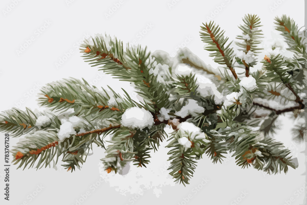 Winter pine branch covered with snow and frost isolated on a white background close-up.