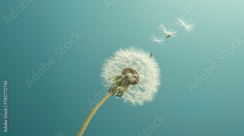 A close-up shot of a single dandelion with its seed floating away  set against a Solid Color Background