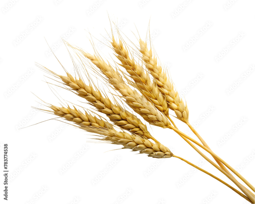 Wheat isolated on transparent background Wheat isolated on transparent background