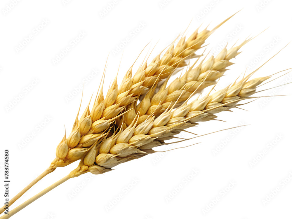 Wheat isolated on transparent background Wheat isolated on transparent background