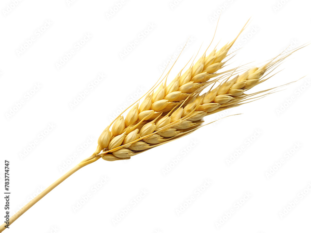 Wheat isolated on transparent background Wheat isolated on transparent background