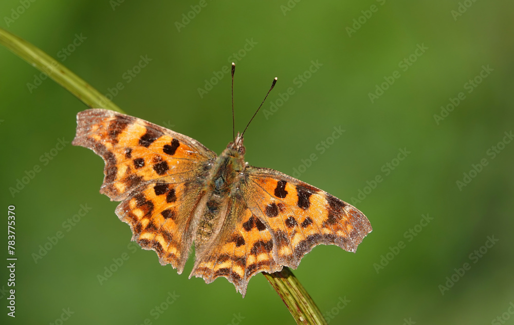 A closeup of a comma butterfly, polygonia c-album, resting in an English nature reserve against a defocused green background. A closeup of a comma butterfly, polygonia c-album, resting in an English nature reserve against a defocused green background.