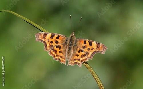 A comma butterfly, polygonia c-album, at rest in the wild against a defocused green background. 