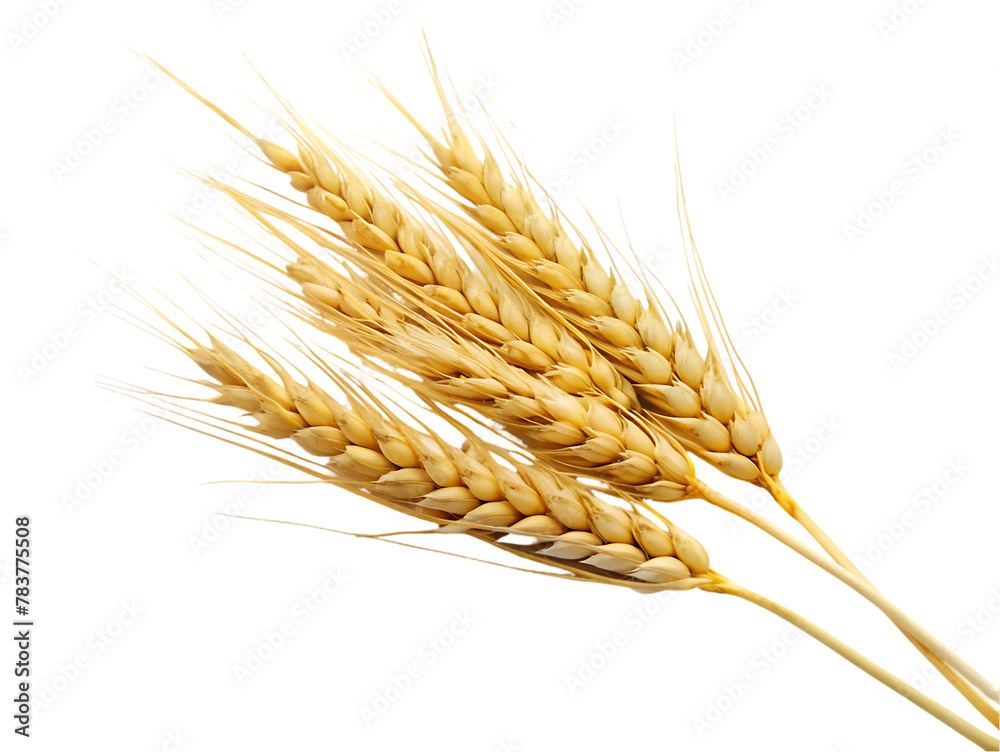 Wheat isolated on transparent background Wheat isolated on transparent background